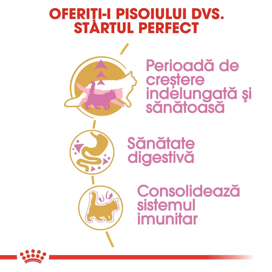 ROYAL CANIN Maine Coon Kitten, pienso seco para gatitos, 2 kg
