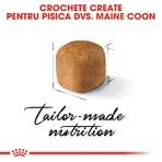 ROYAL CANIN Maine Coon Kitten, pienso seco para gatitos, 2 kg