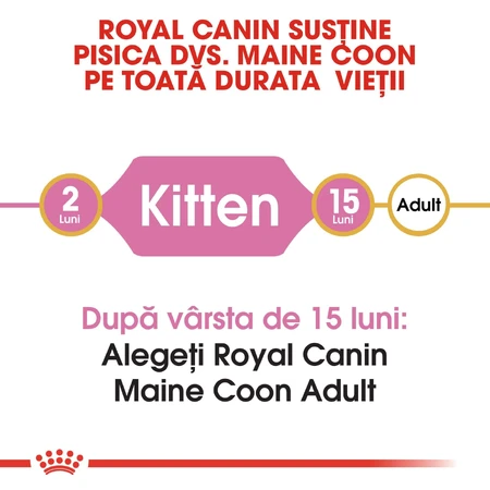 ROYAL CANIN Maine Coon Kitten, pienso seco para gatitos, 2 kg