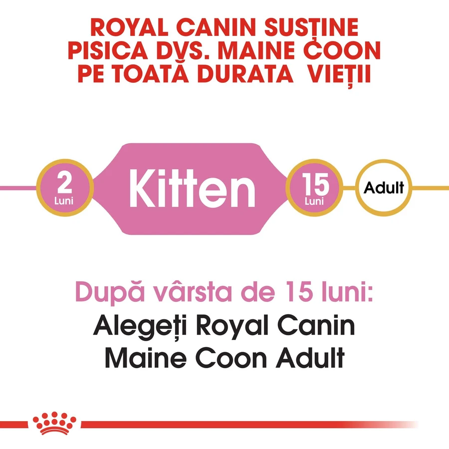 ROYAL CANIN Maine Coon Kitten, pienso seco para gatitos, 2 kg
