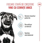 ROYAL CANIN Maxi Puppy, pienso seco para cachorros, 3 kg