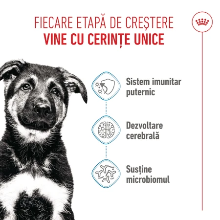 ROYAL CANIN Maxi Puppy, pienso seco para cachorros, 3 kg