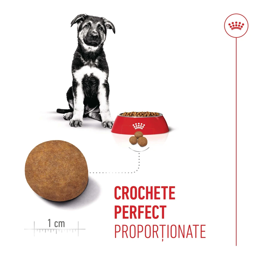 ROYAL CANIN Maxi Puppy, pienso seco para cachorros, 3 kg