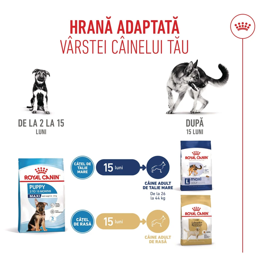 ROYAL CANIN Maxi Puppy, pienso seco para cachorros, 3 kg