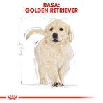 ROYAL CANIN Golden Retriever Puppy, dry junior dog food, 3 kg
