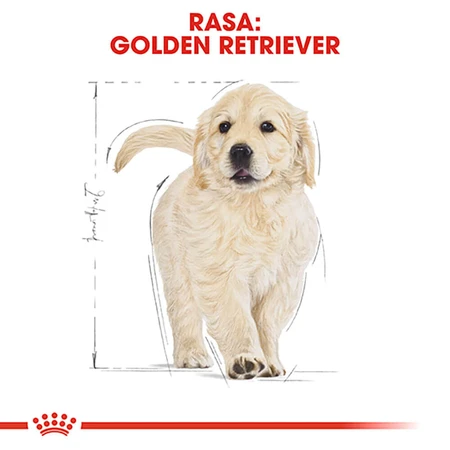 ROYAL CANIN Golden Retriever Puppy, dry junior dog food, 3 kg