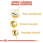 ROYAL CANIN Pug Adult, dry dog food, 1.5 kg