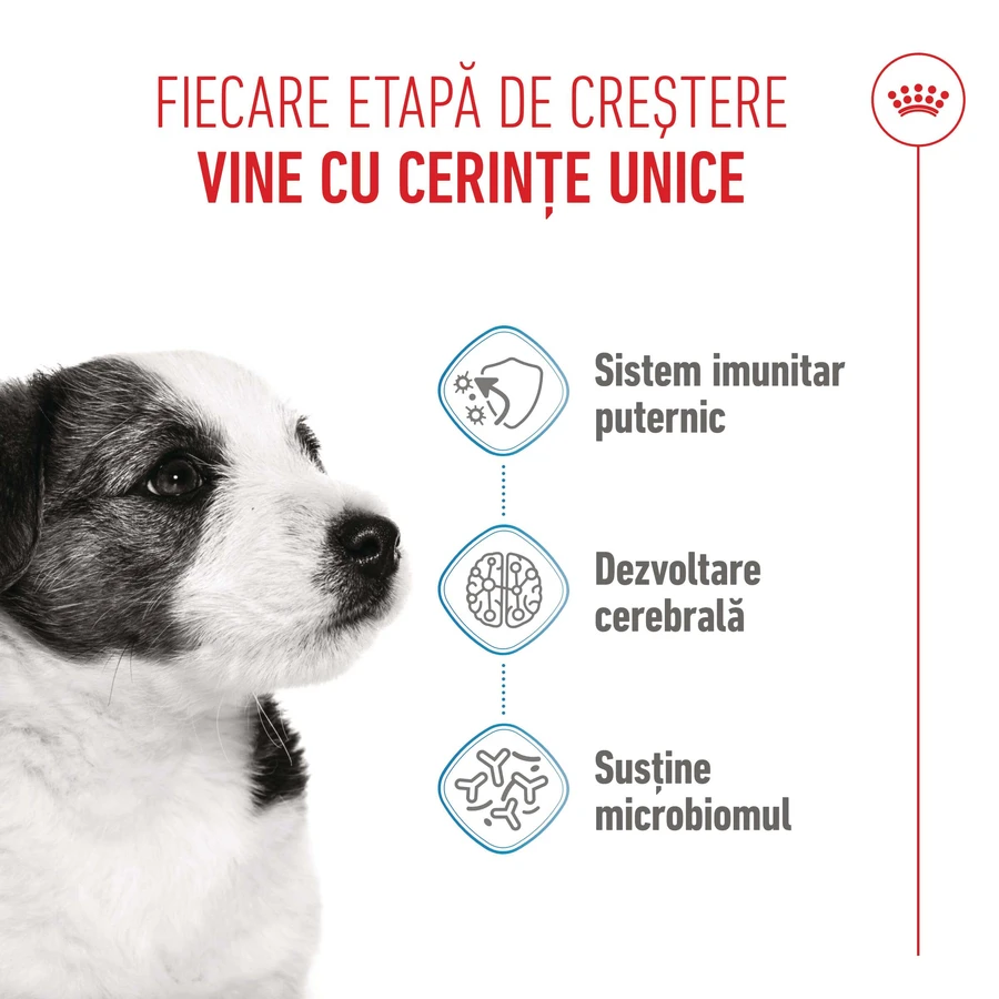 ROYAL CANIN Mini Puppy, Trockenfutter für junge Hunde, 800 g