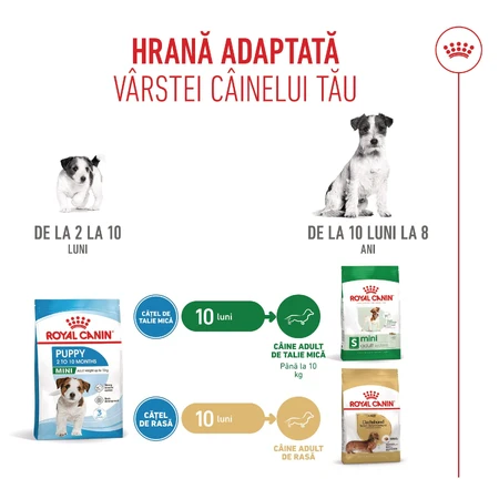 ROYAL CANIN Mini Puppy, Trockenfutter für junge Hunde, 800 g