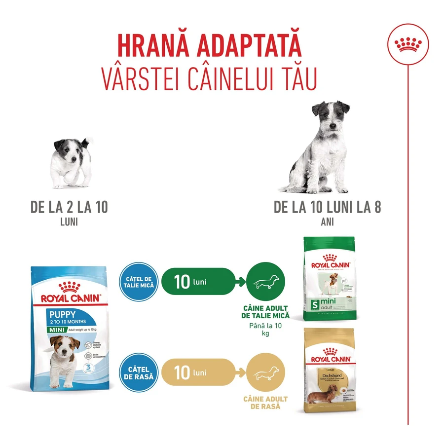 ROYAL CANIN Mini Puppy, Trockenfutter für junge Hunde, 800 g