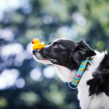 MAX & MOLLY Smart ID Ducklings, hondenhalsband, verstelbaar, polyester, blauw, trident-gesp, S