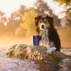 ESSENTIAL Nautical Living, XS-XL, Salmon and Cod, Grain-Free Wet Dog Food (Pâté), 400g